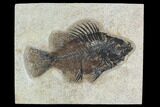 Fossil Fish (Cockerellites) - Green River Formation #129696-1